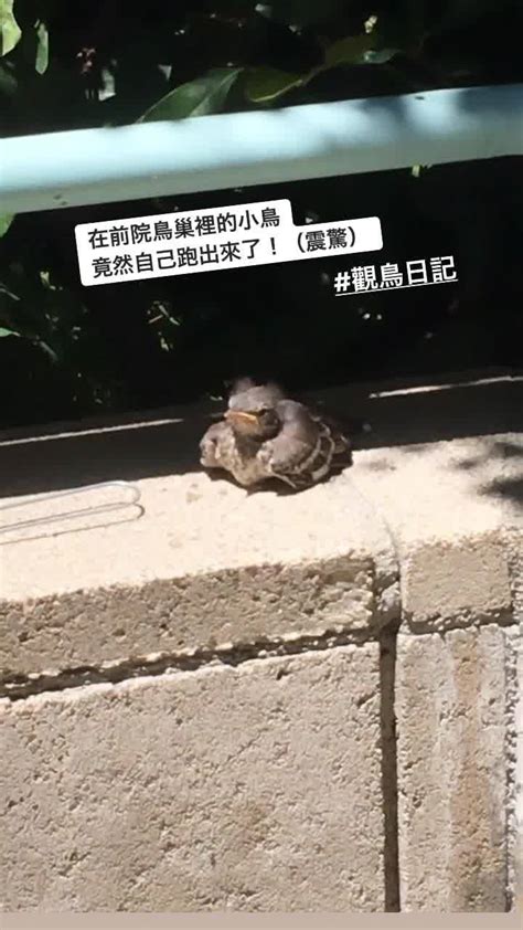 鳥來家築巢|野鳥叫聲好滋擾？家中有野鳥築巢怎麼辦？漁護署教你。